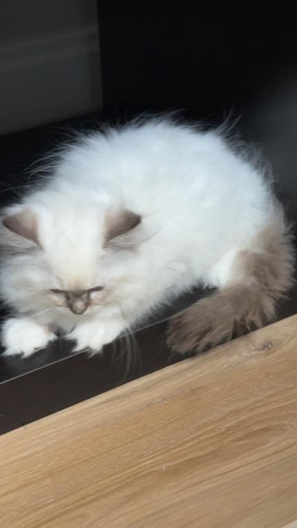 Millie photo 23