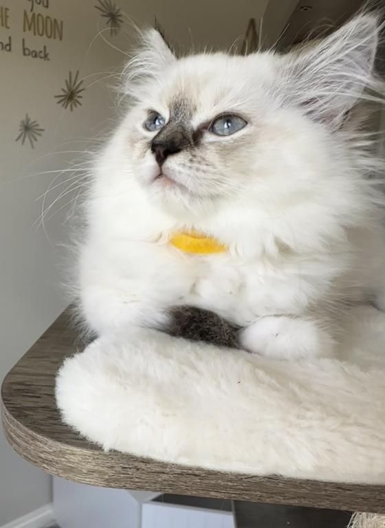 Millie photo 17