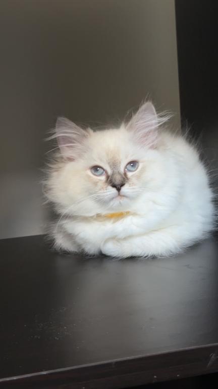 Millie photo 26
