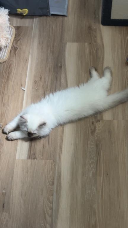 Millie photo 22