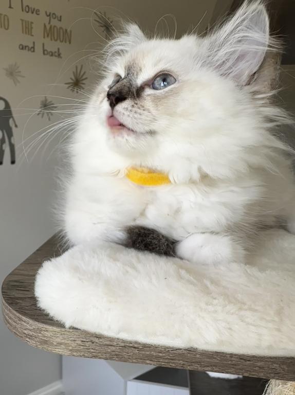 Millie photo 16