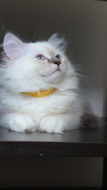 Millie photo 32