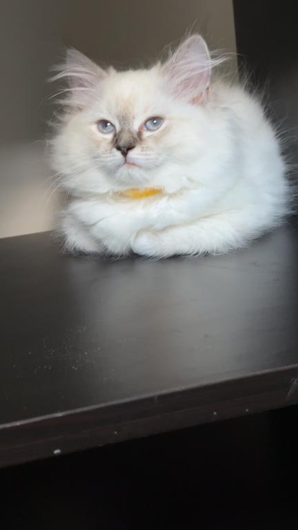 Millie photo 25