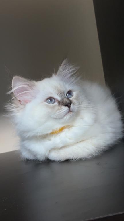 Millie photo 31