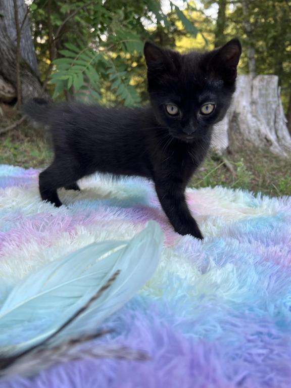 Olive photo 3