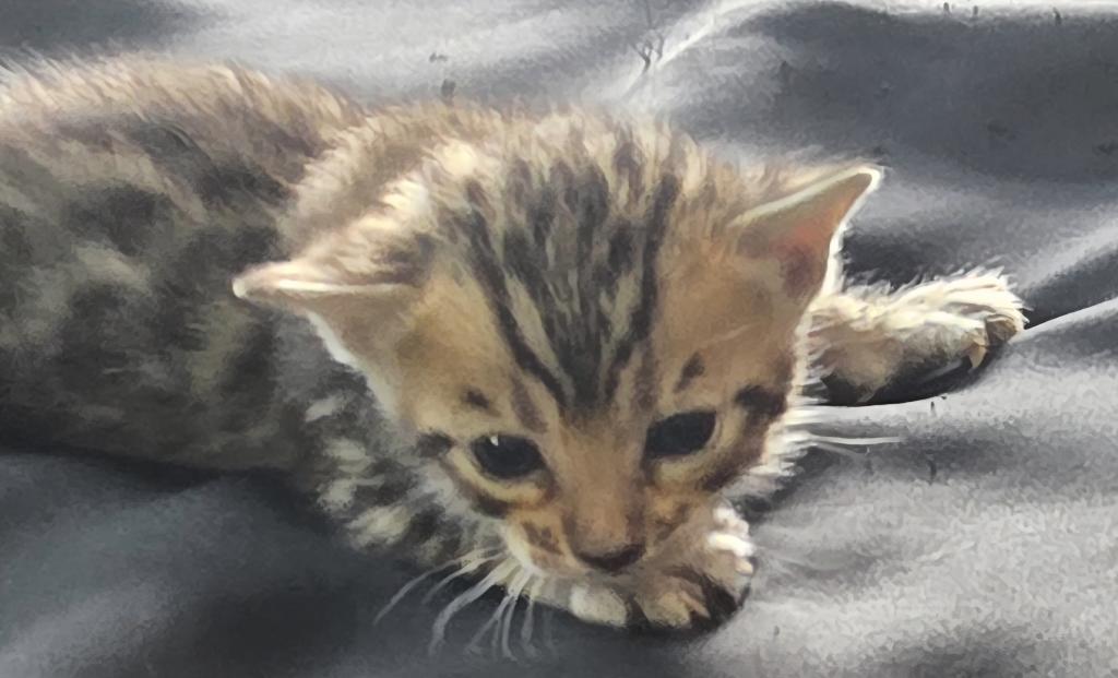 Summer Litter photo 3