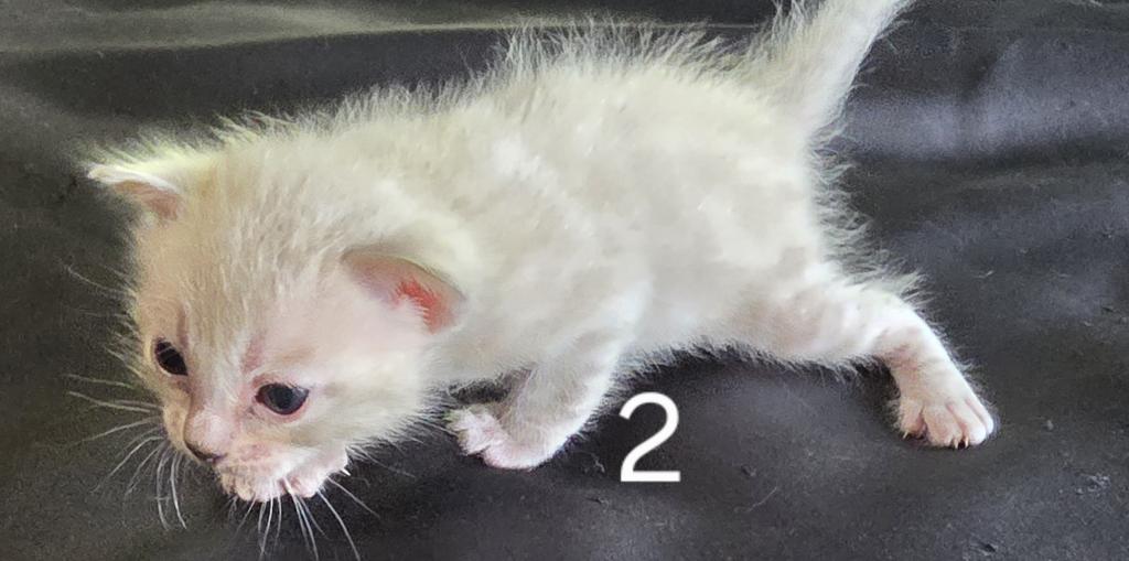 Summer Litter photo 26