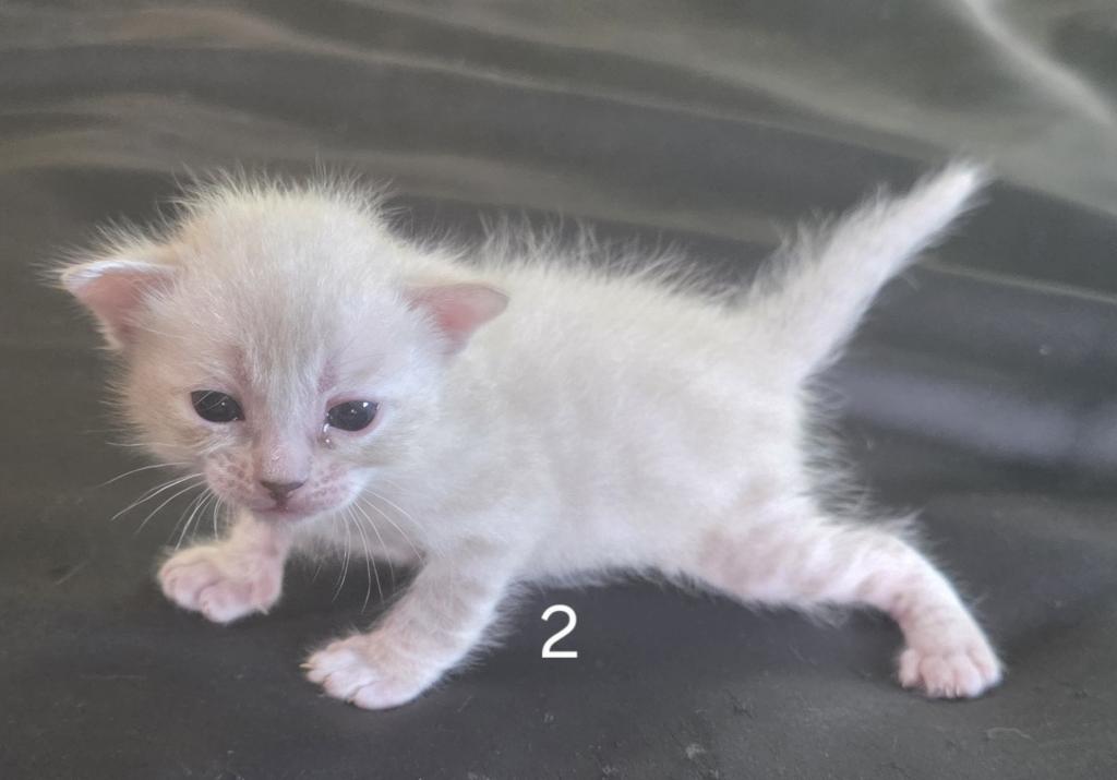 Summer Litter photo 25