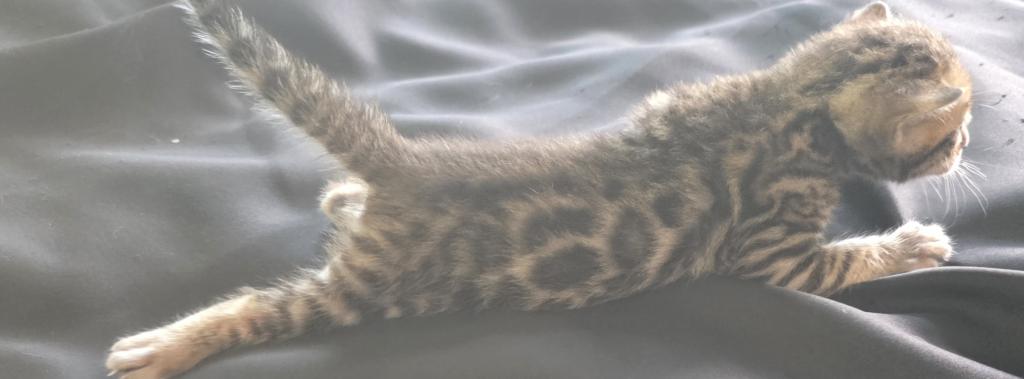Summer Litter photo 10