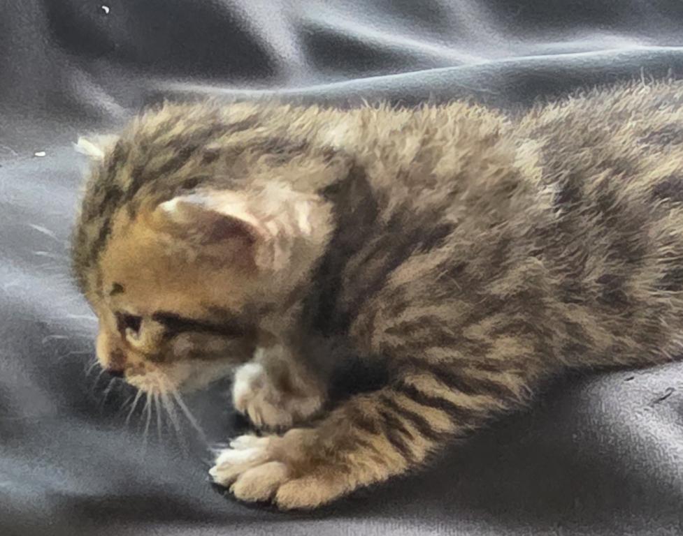 Summer Litter photo 6
