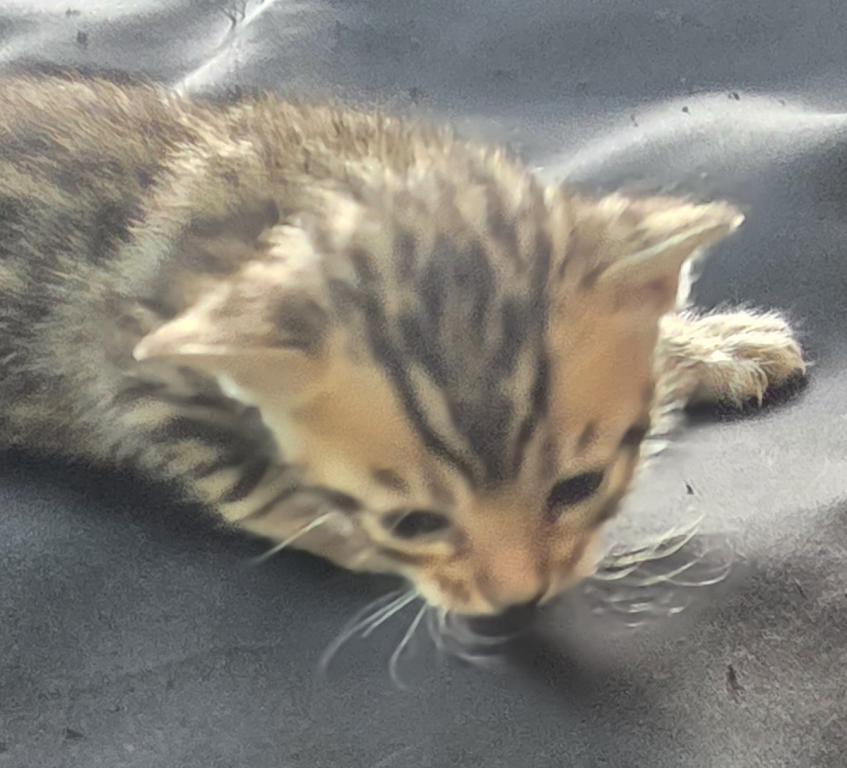 Summer Litter photo 4