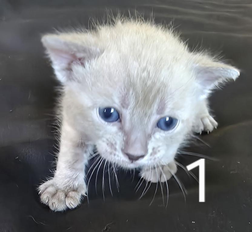 Summer Litter photo 17