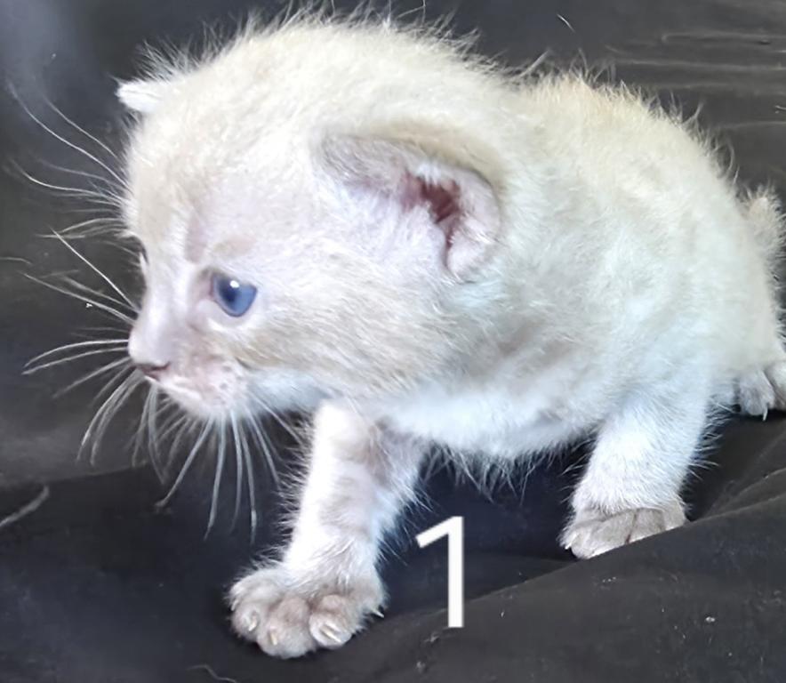 Summer Litter photo 15