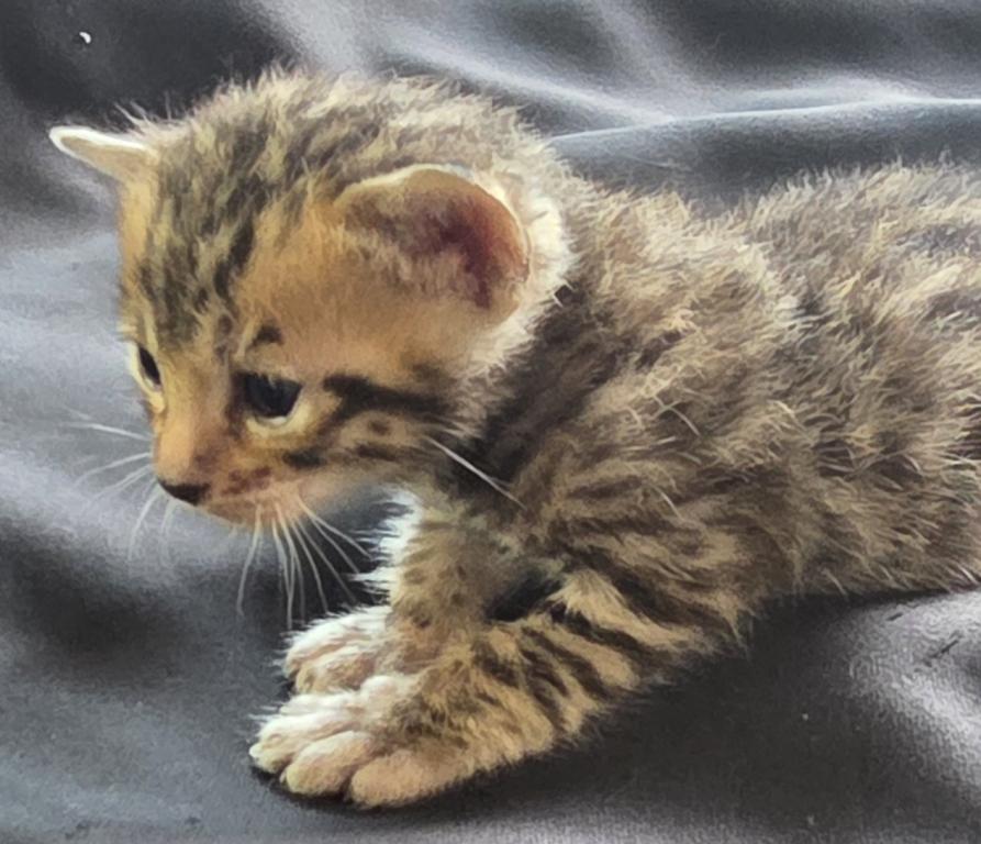 Summer Litter photo 8
