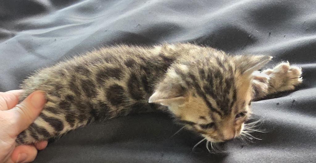 Summer Litter photo 13