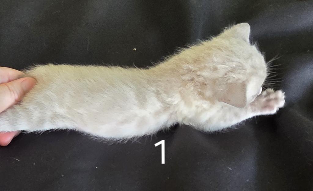 Summer Litter photo 18