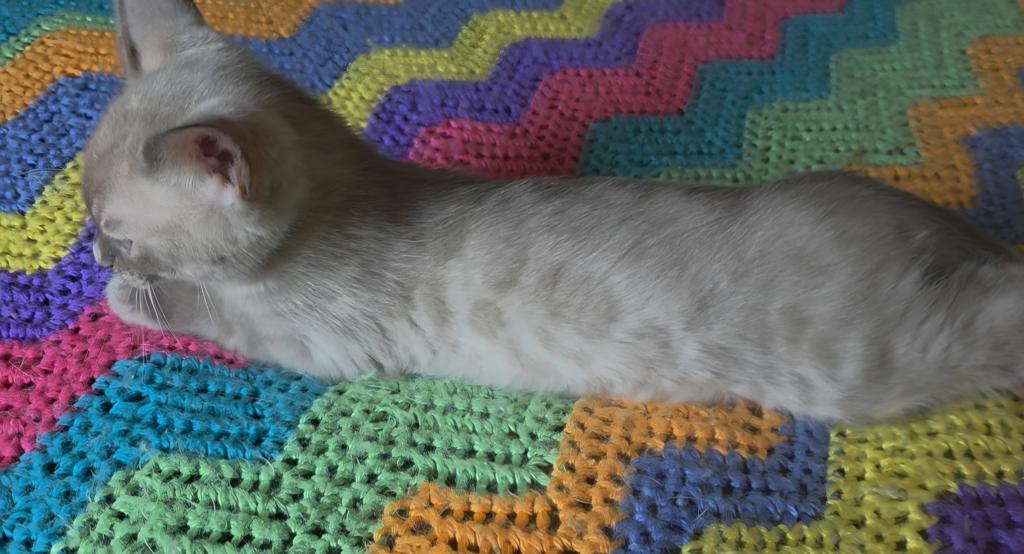 Summer Litter photo 6