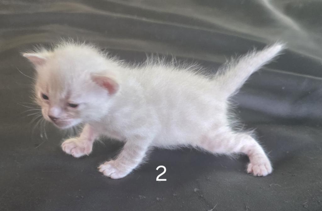 Summer Litter photo 24