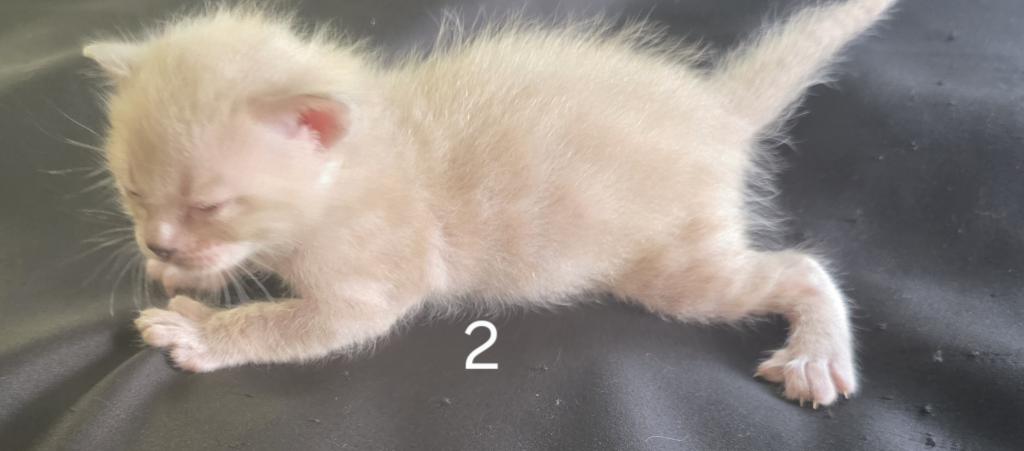 Summer Litter photo 27