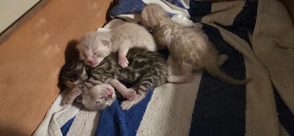 Summer Litter photo 1