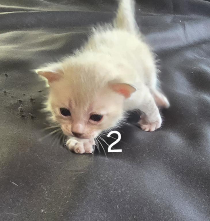 Summer Litter photo 29