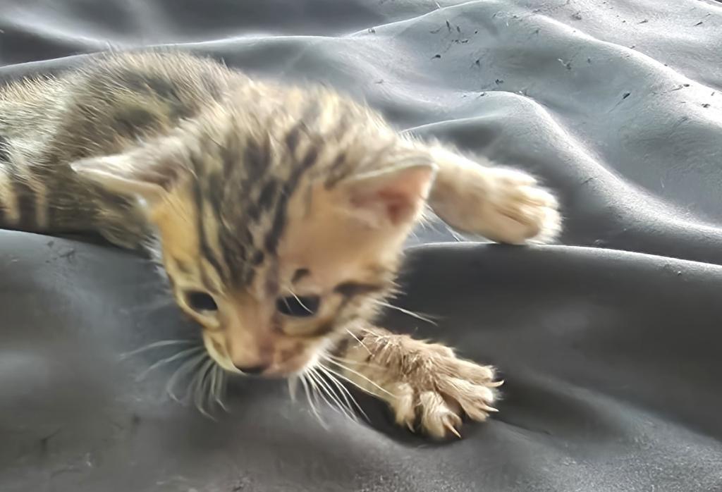 Summer Litter photo 9