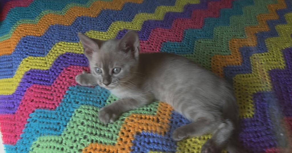 Summer Litter photo 5