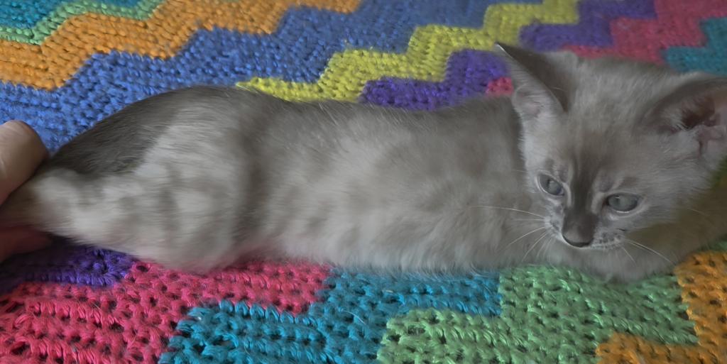 Summer Litter photo 8