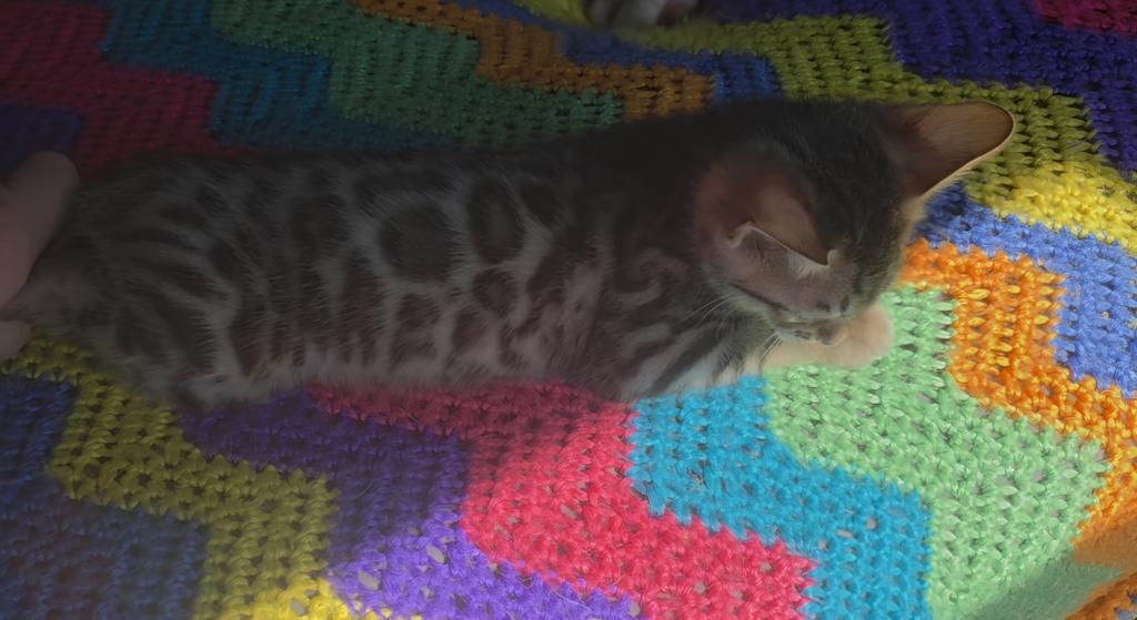 Summer Litter photo 4