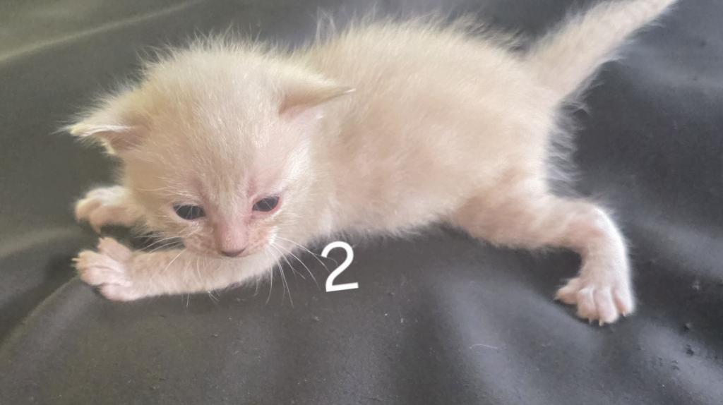 Summer Litter photo 30