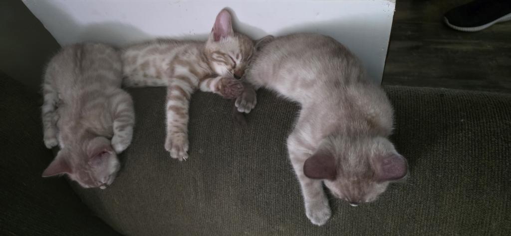 Summer Litter photo 2