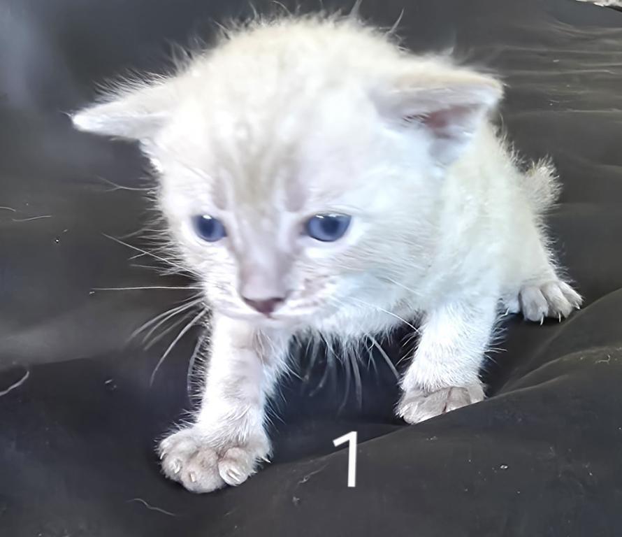 Summer Litter photo 16