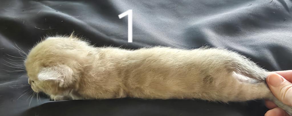 Summer Litter photo 20