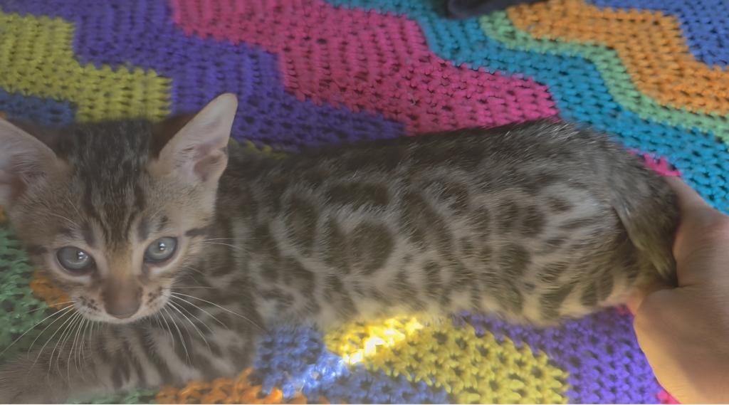 Summer Litter photo 3
