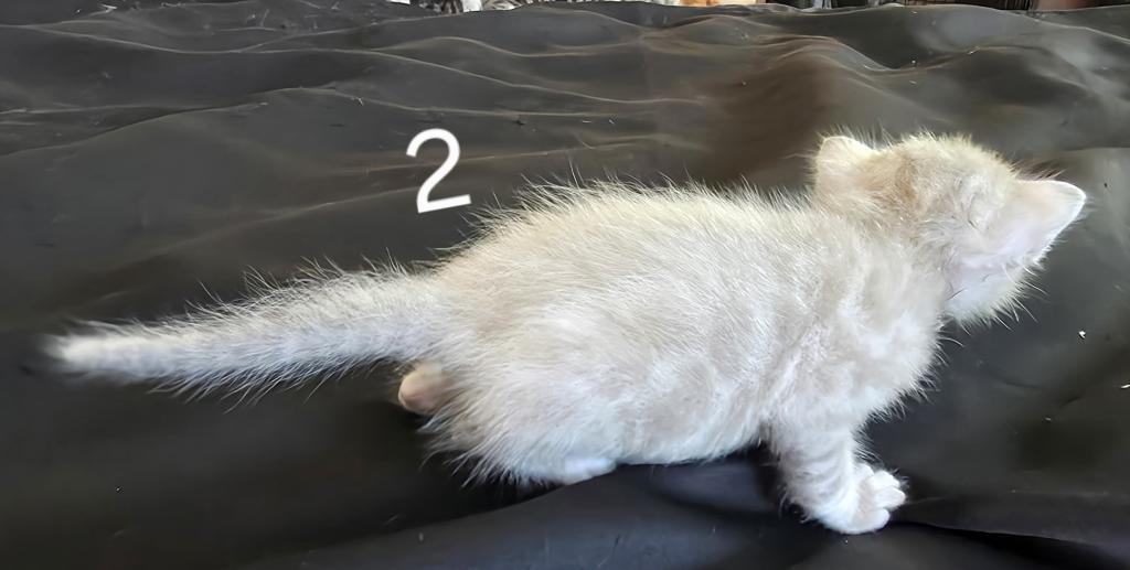 Summer Litter photo 22