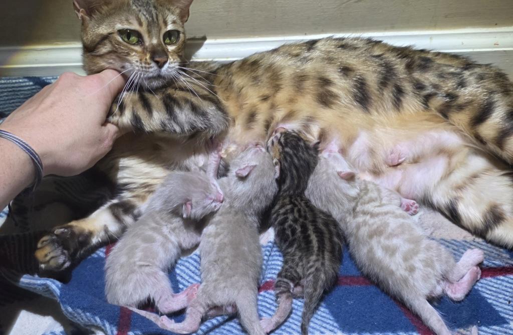 Summer Litter photo 31