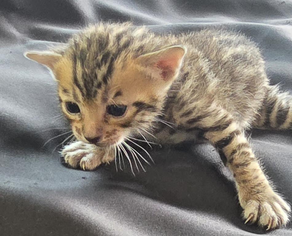 Summer Litter photo 7