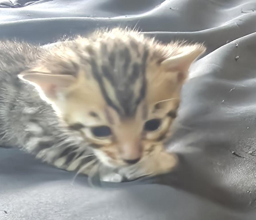 Summer Litter photo 2