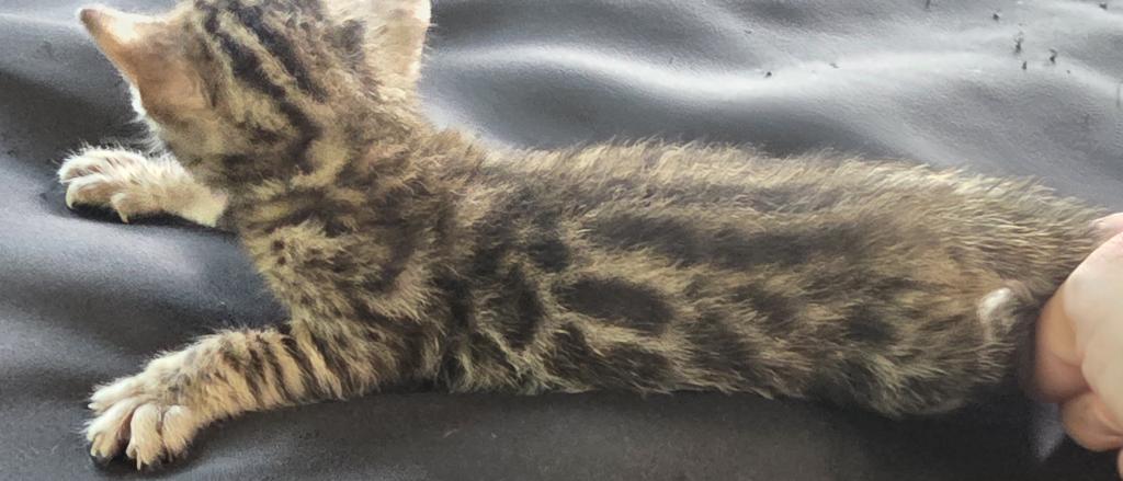 Summer Litter photo 12
