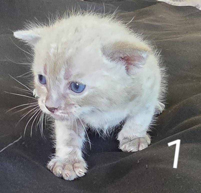 Summer Litter photo 14