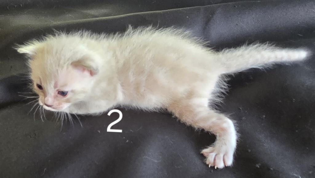 Summer Litter photo 28