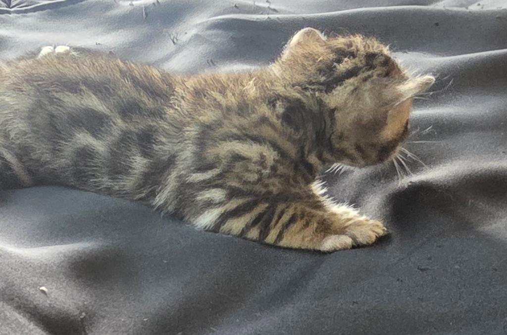 Summer Litter photo 5