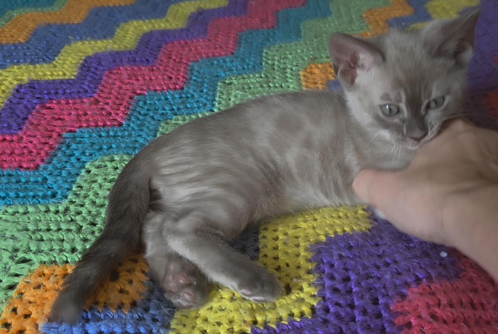 Summer Litter photo 7