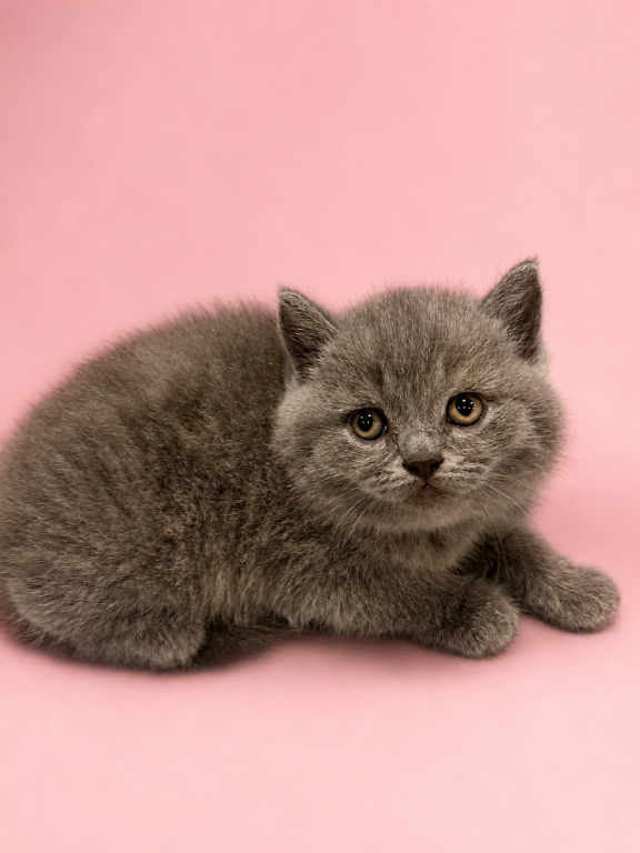 MALE BRITISH SHORTHAIR KITTEN photo 2
