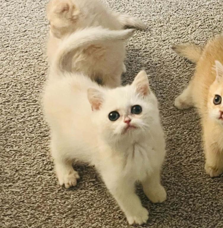 British Shorthair Kitty Aly photo 1