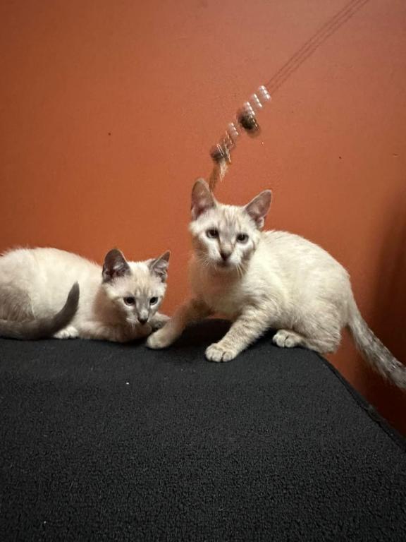 Siamese Kittens photo 5