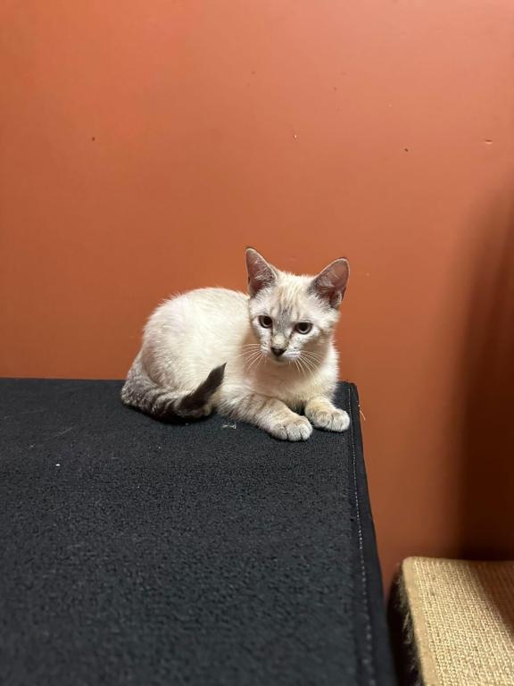Siamese Kittens photo 2