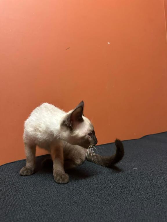 Siamese Kittens photo 8