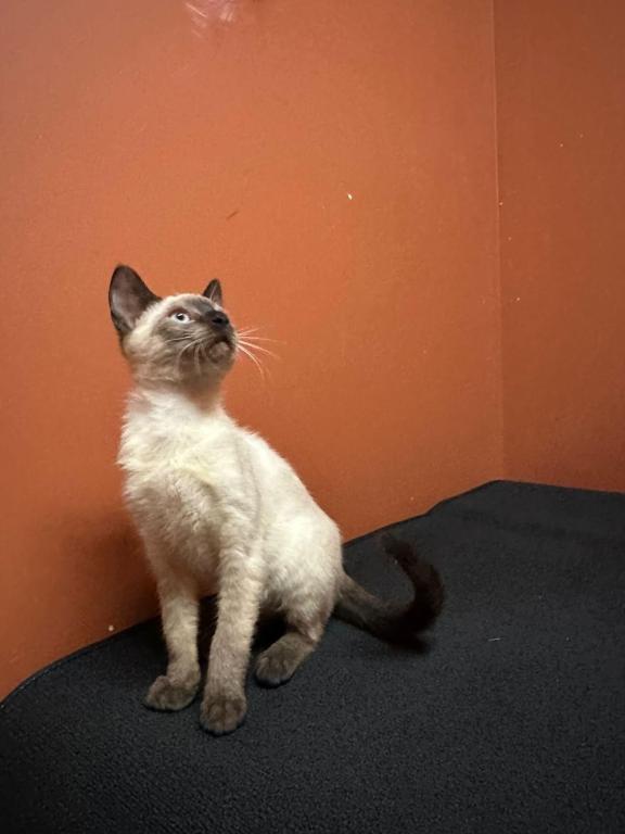Siamese Kittens photo 1