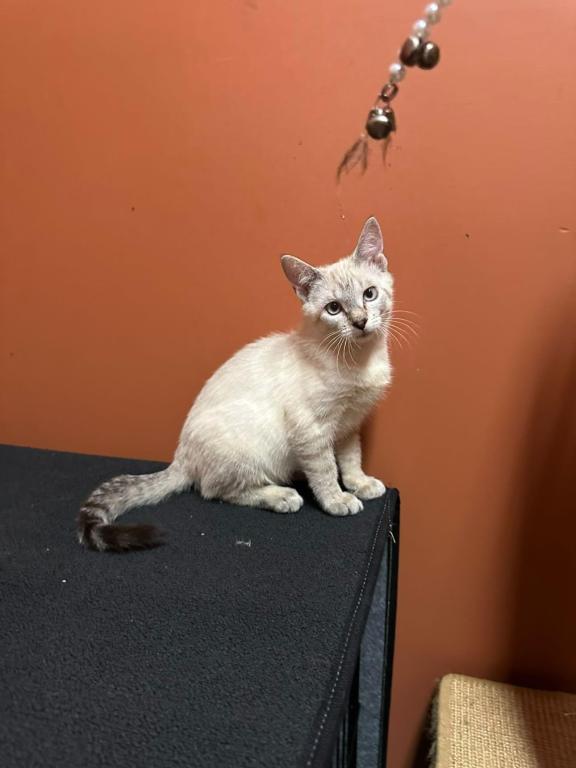 Siamese Kittens photo 6